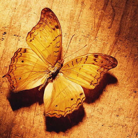butterfly-shade-surface-wings-wallpaper-preview